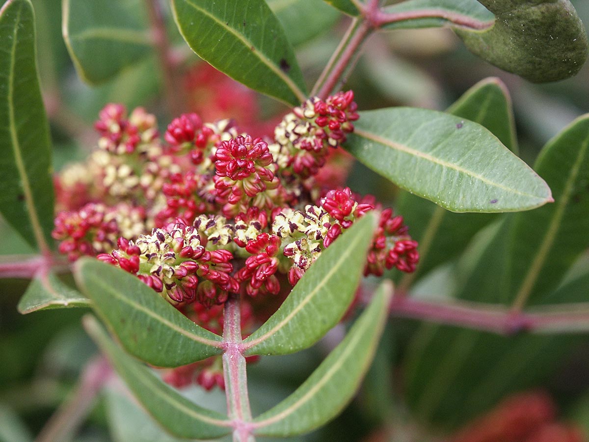 Pistacia lentiscus